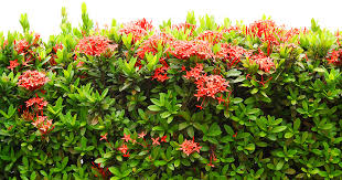 Flame of the woods(Ixora coccinea L.)